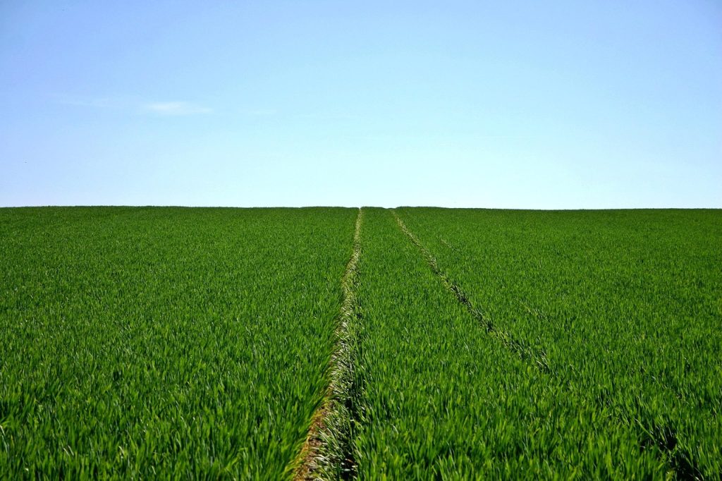 cereals, field, green, sky, horizon, agriculture, landscape, nature, grow, growth, arable, food, plantation, arable land, farm, farmland, cultivation, agriculture, agriculture, agriculture, farm, farm, farm, farm, farm, farmland